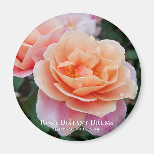 Rosa Distant Drums Magneet (Voorkant)