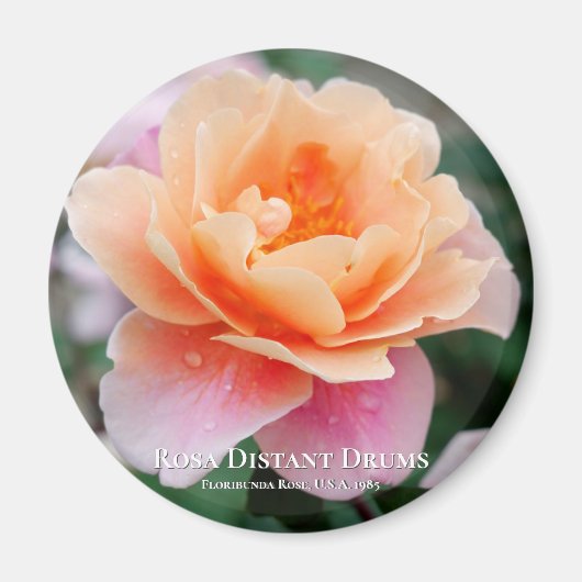 Rosa Distant Drums Magneet (Voorkant)