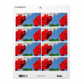 Rosa Don Juan met een blauwe lucht Etiket (Full Sheet)