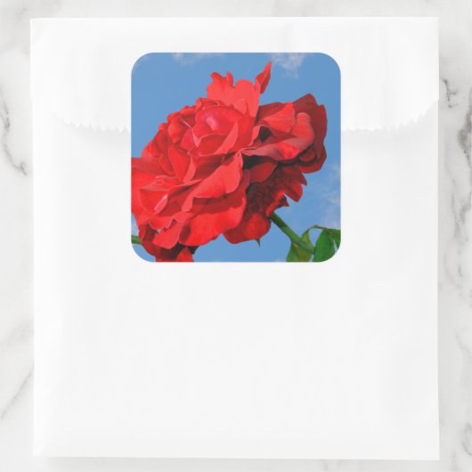 Rosa Don Juan met een blauwe lucht Vierkante Sticker (Tas)