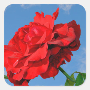 Rosa Don Juan met een blauwe lucht Vierkante Sticker