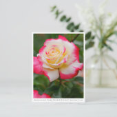 Rosa Double Delight Briefkaart (Staand voorkant)