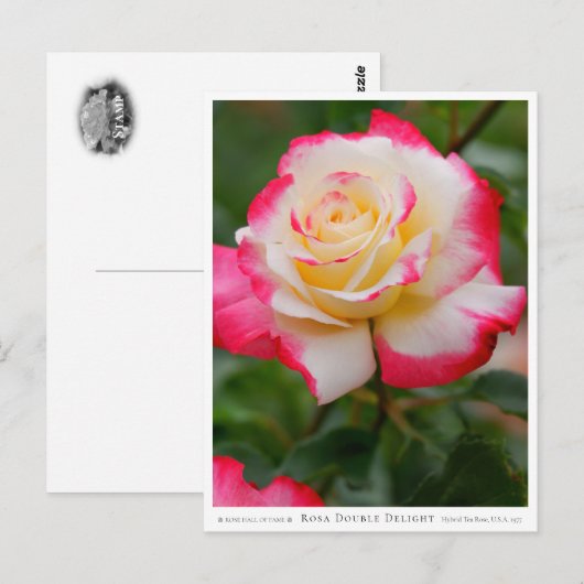 Rosa Double Delight Briefkaart (Voorkant / Achterkant)
