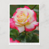 Rosa Double Delight Briefkaart (Voorkant)
