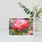 Rosa Double Delight Briefkaart (Staand voorkant)
