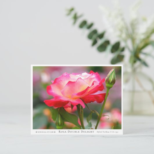 Rosa Double Delight Briefkaart (Staand voorkant)
