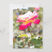 Rosa Double Delight: Flat Card (Voorkant)
