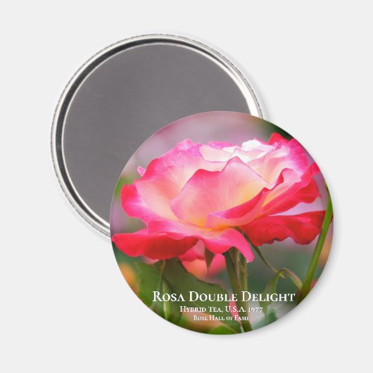 Rosa Double Delight Magneet (Voorkant / Achterkant)