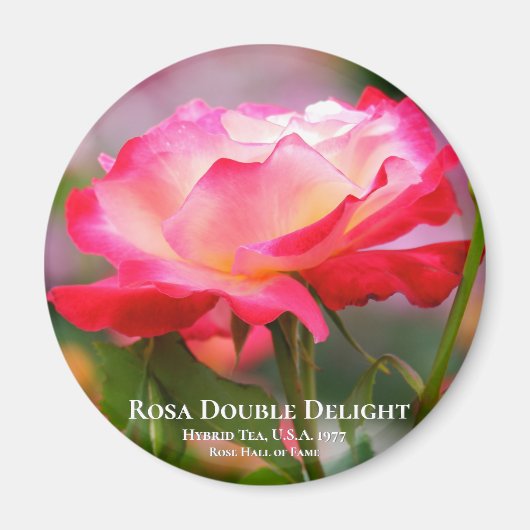 Rosa Double Delight Magneet (Voorkant)