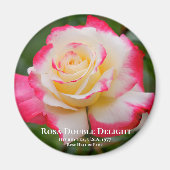 Rosa Double Delight Magneet (Voorkant)