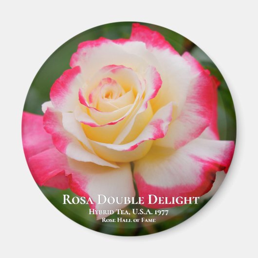 Rosa Double Delight Magneet (Voorkant)