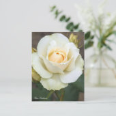 Rosa Edelweiss:Briefkaart Briefkaart (Staand voorkant)
