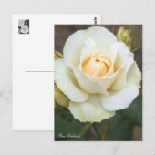 Rosa Edelweiss:Briefkaart Briefkaart (Voorkant / Achterkant)
