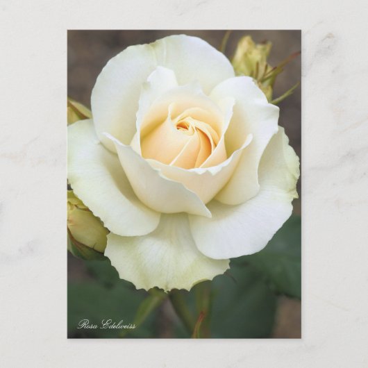Rosa Edelweiss:Briefkaart Briefkaart (Voorkant)