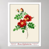 Rosa Eglanteria Beige Poster (Voorkant)