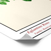 Rosa Eglanteria Beige Poster (Hoek)