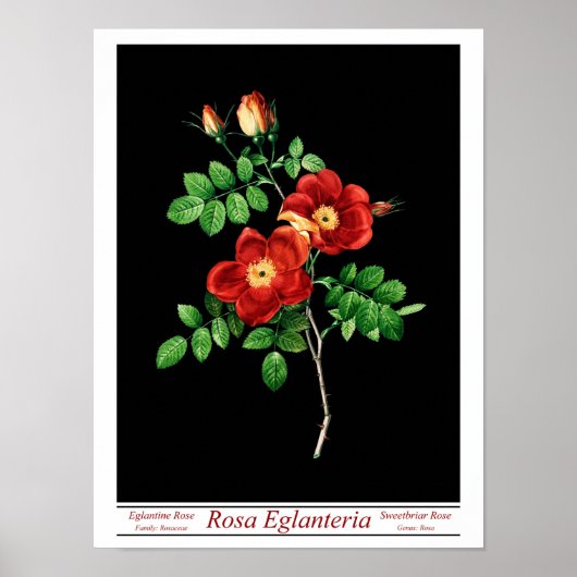 Rosa Eglanteria Black Poster (Voorkant)