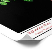 Rosa Eglanteria Black Poster (Hoek)