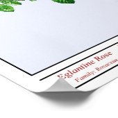 Rosa Eglanteria Blue Poster (Hoek)