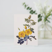 Rosa Eglanteria, P. J. Redoute, wilde gele rozen Briefkaart (Staand voorkant)