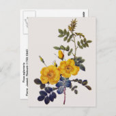Rosa Eglanteria, P. J. Redoute, wilde gele rozen Briefkaart (Voorkant / Achterkant)