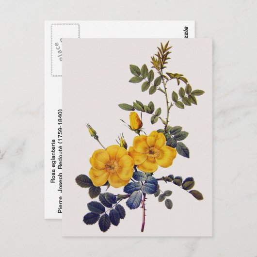Rosa Eglanteria, P. J. Redoute, wilde gele rozen Briefkaart (Voorkant / Achterkant)
