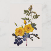 Rosa Eglanteria, P. J. Redoute, wilde gele rozen Briefkaart (Voorkant)