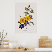 Rosa Eglanteria, wilde rozen, P.J. Redoute Poster (Keuken)