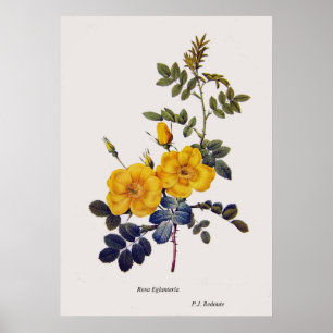 Rosa Eglanteria, wilde rozen, P.J. Redoute Poster