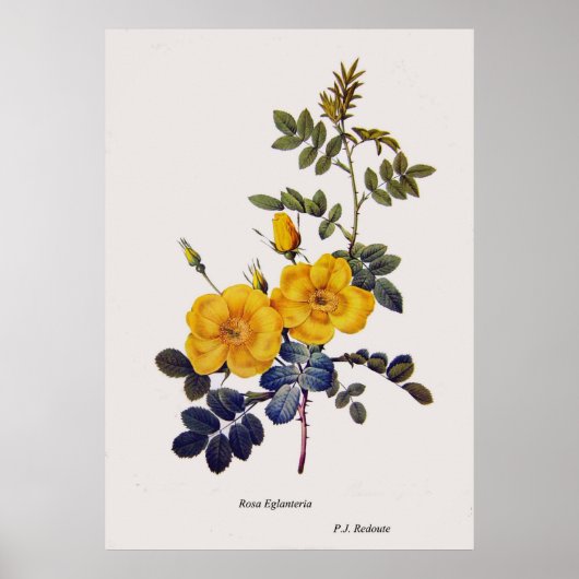 Rosa Eglanteria, wilde rozen, P.J. Redoute Poster (Voorkant)