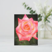 Rosa Elegant Lady Briefkaart (Staand voorkant)