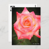 Rosa Elegant Lady Briefkaart (Voorkant / Achterkant)