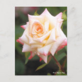 Rosa Elegant Lady Briefkaart (Voorkant)