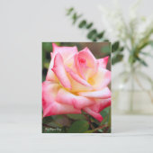 Rosa Elegant Lady (Briefkaart) Briefkaart (Staand voorkant)