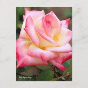 Rosa Elegant Lady (Briefkaart) Briefkaart