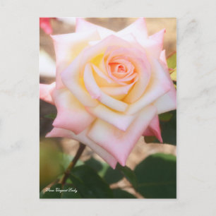 Rosa Elegant Lady (Briefkaart) Briefkaart