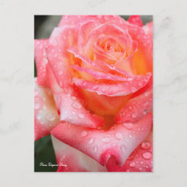 Rosa Elegant Lady (Briefkaart) Briefkaart