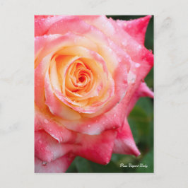 Rosa Elegant Lady [Postcard] Briefkaart