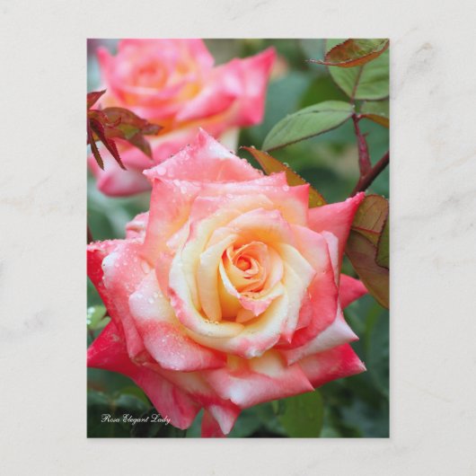 Rosa Elegant Lady [Postcard] Briefkaart (Voorkant)