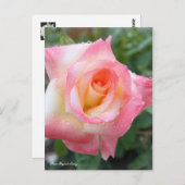 Rosa Elegant Lady [Postcard] Briefkaart (Voorkant / Achterkant)