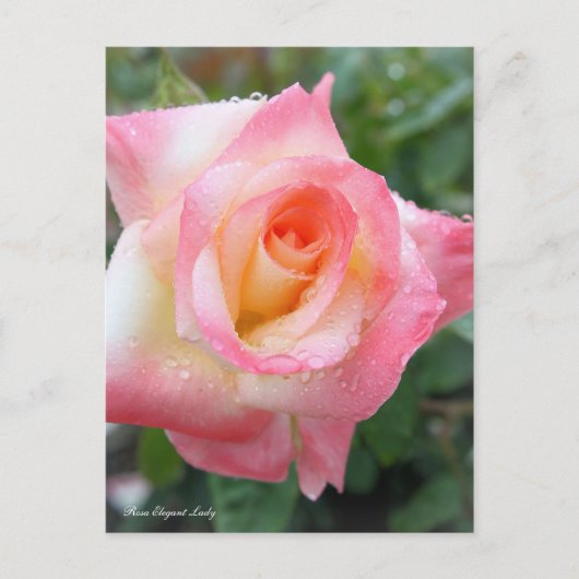 Rosa Elegant Lady [Postcard] Briefkaart (Voorkant)