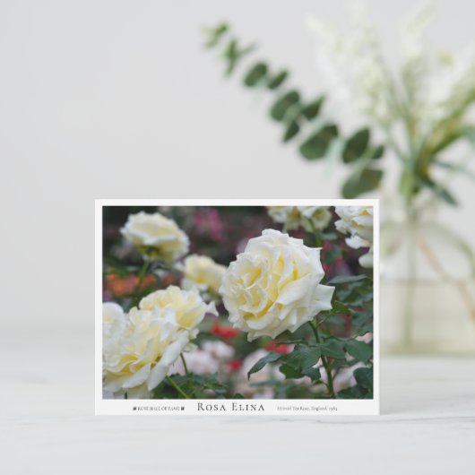 Rosa Elina Briefkaart (Staand voorkant)