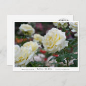 Rosa Elina Briefkaart (Voorkant / Achterkant)