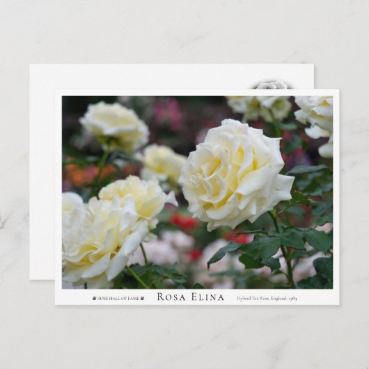 Rosa Elina Briefkaart (Voorkant / Achterkant)