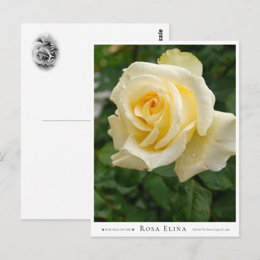 Rosa Elina Briefkaart (Voorkant / Achterkant)