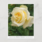 Rosa Elina Briefkaart (Voorkant)