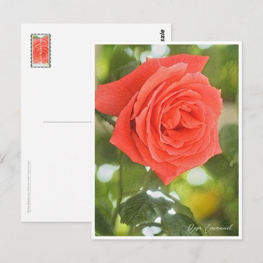 Rosa Emanuel Briefkaart (Voorkant / Achterkant)