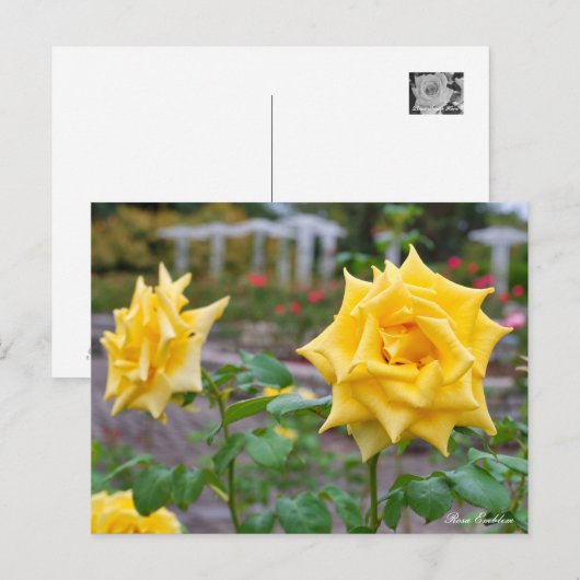 Rosa Emblem Briefkaart (Voorkant / Achterkant)