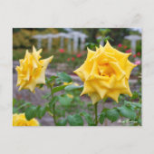 Rosa Emblem Briefkaart (Voorkant)