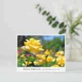 Rosa Emblem Briefkaart (Staand voorkant)